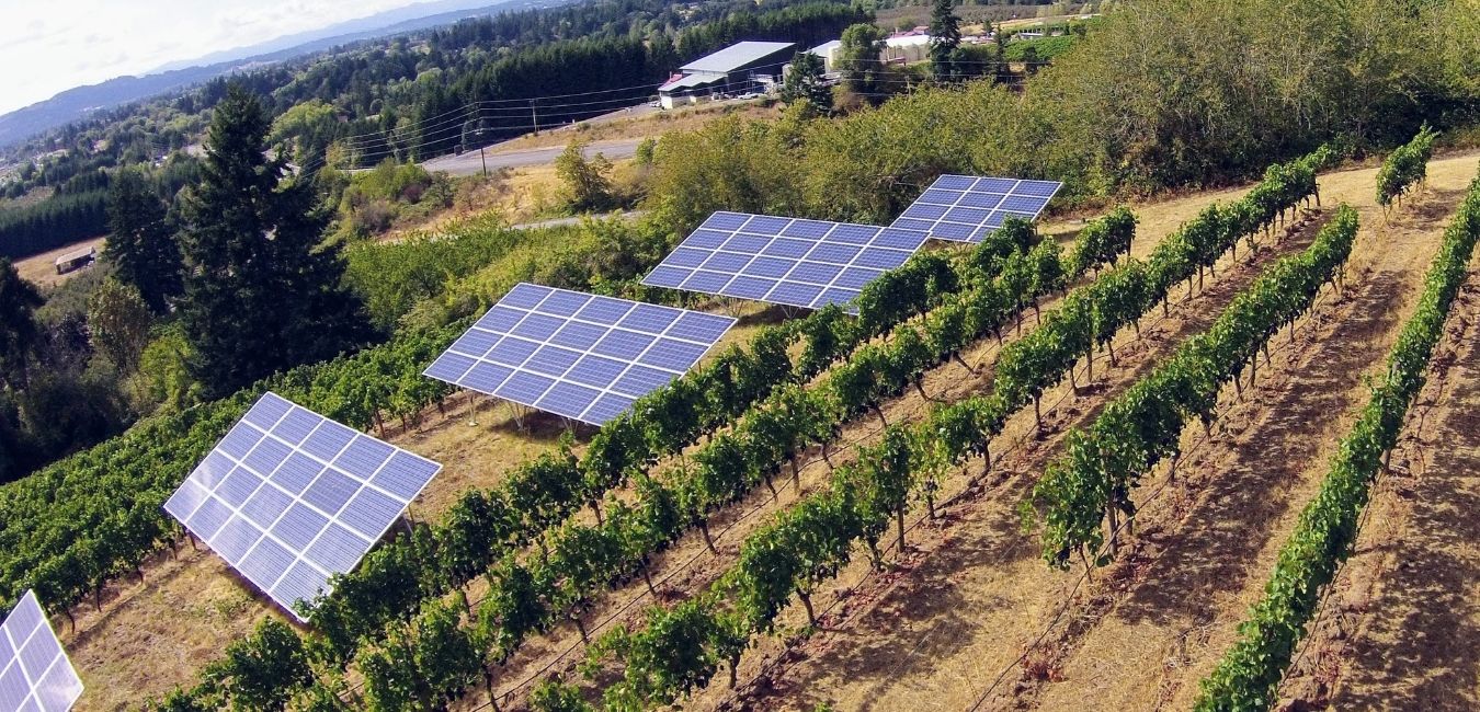 a solar farm in a oregon vineyard angled right