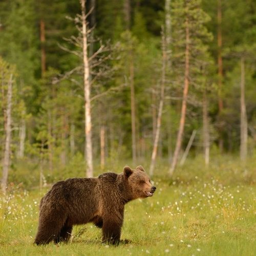 bear at nature habitat