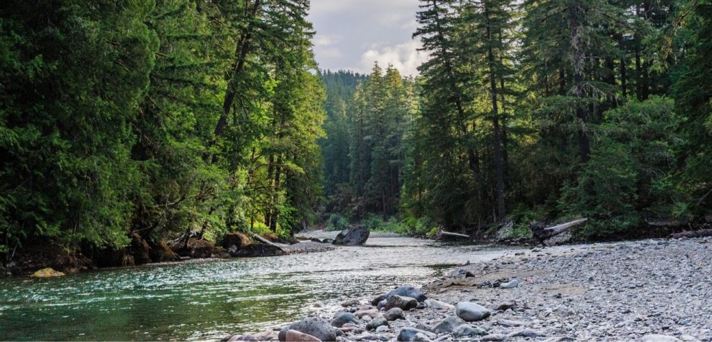 river in cowlitz county