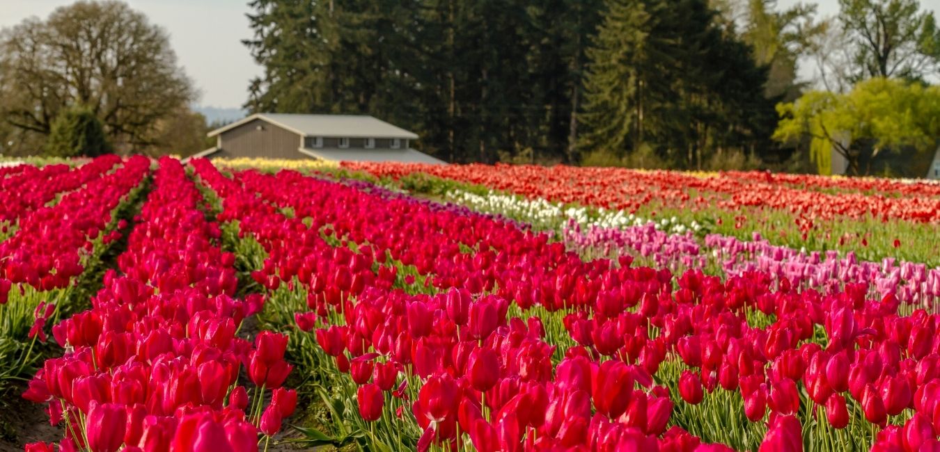 tulips enjoying the woodburn solar
