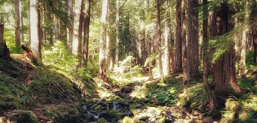 Olympic National Park Creek in Woodland Forest, Washington