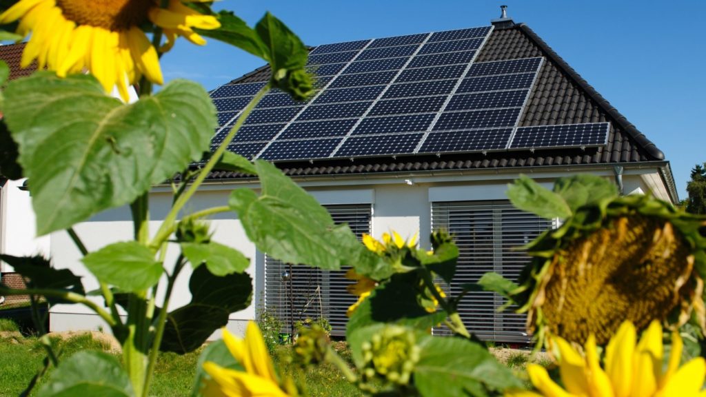 solar panels and sun flowers