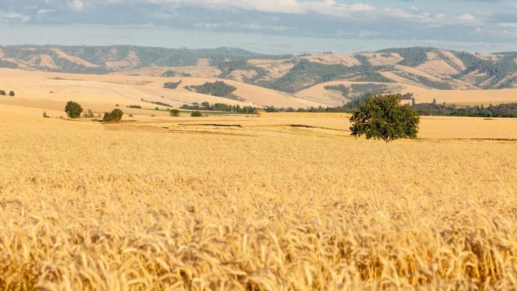 wheat fields in walla walla