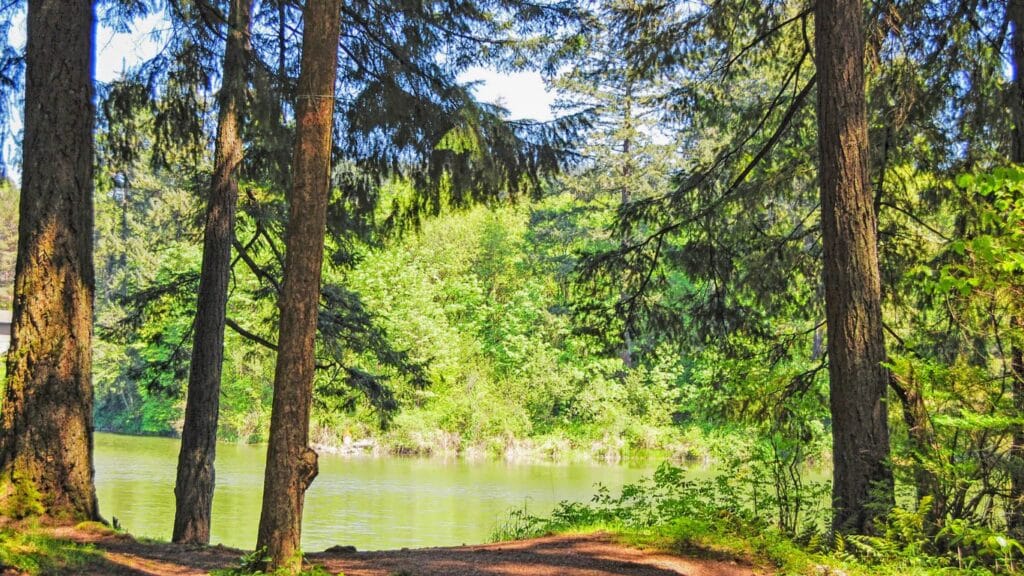 lake and forest near woodland, washington